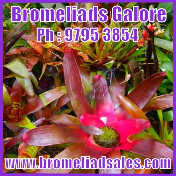 bromeliad image